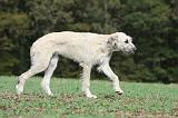 IRISH WOLFHOUND 172